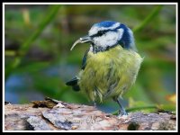 blue tit 2 copy.jpg