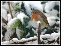 robin in the snow copy.jpg
