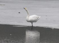 Swan - Whooper x Mute 3 (D300)rs.jpeg