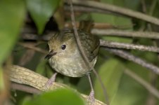 LargeBilledScrubwren.jpg