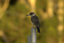 GreyButcherbird.jpg