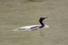 LittleBlackCormorant.jpg