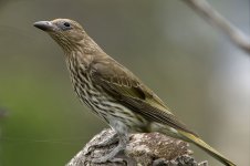 AustralasianFigbird.jpg