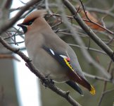 Waxwing 4.jpg