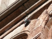 L1250157_Wallcreeper 1.jpg