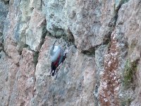 L1250183_Wallcreeper 2.jpg