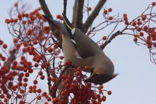 waxwing-dec-26-2008-2.jpg