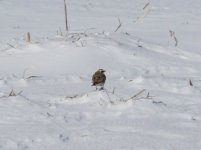 Horned lark.jpg