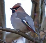 Waxwing 7.jpg