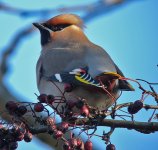 Waxwing 8.jpg