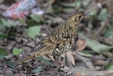 2.ScalyThrush.JPG