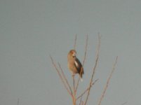 Bookham Common Hawfinch 1 271208.jpg