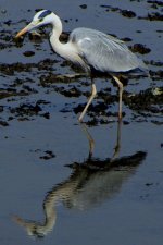 Grey Heron 438mm.jpg