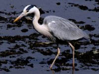 Grey Heron 900mm.jpg