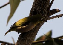 Japanese White Eye 500mm.jpg