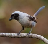 long tailed shrike G1 iso160 14mm P1000543.jpg