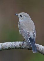 red-throated flycatcher G1 iso400 18mm adjP1000329 .jpg