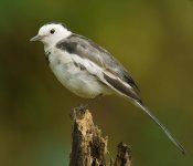 white wagtail G1 iso100 14mm usm P1000458 .jpg