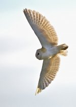 barn_owl-00034.jpg