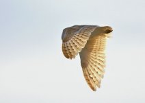 barn_owl-00032.jpg