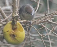 blackcap1.jpg