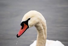 Mute Swan resize.jpg