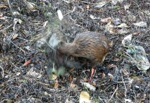 Weka_Ulva_241108c.jpg