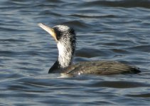 cormorant--sinensis.jpg