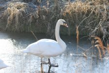 Mute Swan RSPB Lakenheath Fen R.jpg