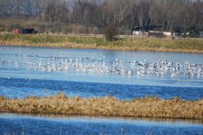 RSPB Lakenheath Fen.jpg