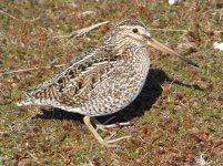 Magellanic Snipe (Sea-Lion Island) 001.JPG