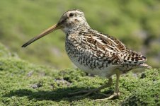 Magellanic Snipe (Steeple Jason) 006.JPG