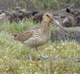 Fuegian Snipe (Cape Pembroke) 003.JPG