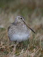 Magellanic Snipe (Yorke Bay Pond) 005.JPG