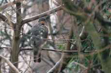 Sparrowhawk.gif