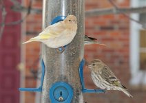 pine siskin.jpg