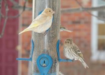 pine siskin_1.jpg