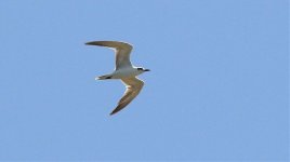 Tern R IMG_0769.jpg