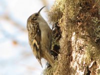 Treecreeper Sainte Foy France 4569 crop.jpg