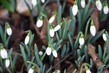 Snowdrop (R).jpg