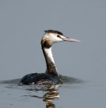 great crested grebe G1 iso 400 28mm_1010588.jpg