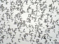 pied avocets flight G1_1030259.jpg