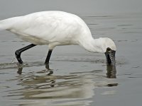 bf spoonbill  G1 iso400 14mm_1010264.jpg