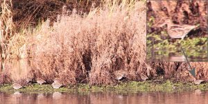 2009-01-18 - 09-48 - Mill_Lakes - Snipe.jpg