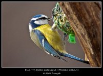 Blue-Tit-01.jpg