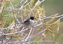 2 Warbler Sardinian 3 Zakaki Marsh 250309.jpg