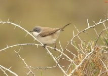 4 Warbler Whitethroat 1 Zakaki Marsh 250309.jpg