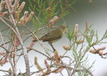 5 Warbler Zakaki Marsh 250309.jpg