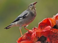 red-billed starling flower iso800 G1nware_1210018.jpg