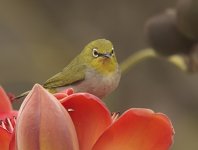 japanese white-eye flower iso800 G1 nware_1210031.jpg